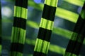 Flax plant in forest with sunlight