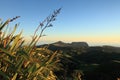 Flax plants in dawn light St Helena Island