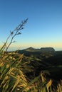 Flax plants in dramatic dawn light on St Helena