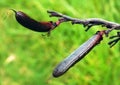 Flax Pods