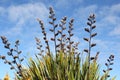 Flax reaching high Royalty Free Stock Photo