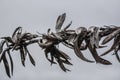 Flax seed pods with grey sky background