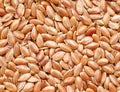 Flax seeds Royalty Free Stock Photo