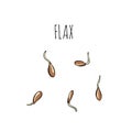 Flax set of growing seeds - illustration. Microgreens in the style of sketch and hand drawing. Healthy and wholesome vegan