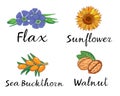 Flax, Sunflower, Sea Buckthorn and Walnut. Vector pictures for packaging