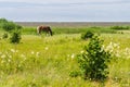 Flaxen chestnut horse grazing on windy field by the sea