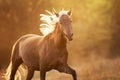 Flaxen horse free run Royalty Free Stock Photo