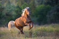 Flaxen horse run outdoor Royalty Free Stock Photo