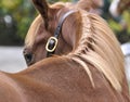 Flaxen Mane Royalty Free Stock Photo