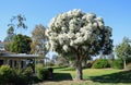 Flaxleaf Paperback tree in full bloom in Laguna Woods, California.