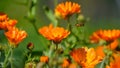 Flaying bee Orange marigold flowers Royalty Free Stock Photo