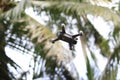 Flaying Mini drone Royalty Free Stock Photo