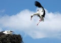 Flaying stork over nest Royalty Free Stock Photo