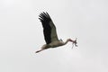 Flaying white stork Royalty Free Stock Photo