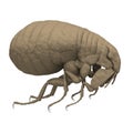 Flea Royalty Free Stock Photo