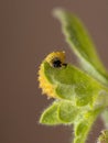 Flea Beetle Larvae