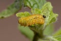 Flea Beetle Larvae