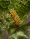 Flea Beetle Larvae