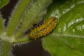 Flea Beetle Larvae