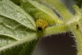 Flea Beetle Larvae