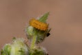 Flea Beetle Larvae