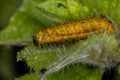 Flea Beetle Larvae