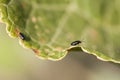 Flea beetle