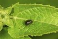 Flea beetle on a leaf in South Windsor, Connecticut.