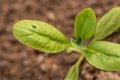 Flea beetle. Small invasive insect pest. Flea beetles eating round holes into crop foliage, damaging young flower seedlings.