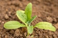 Flea beetle. Small invasive insect pest. Flea beetles eating round holes into crop foliage, damaging young flower seedlings.