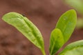 Flea beetle. Small invasive insect pest. Flea beetles eating round holes into crop foliage, damaging young flower seedlings.