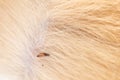 Flea in cat fur close up. Macro flea parasites in pets Royalty Free Stock Photo