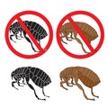 Flea. Danger sign. Flea and hygiene. Stock flea. Picture a flea. Royalty Free Stock Photo