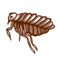 Flea hand drawn icon. Wingless insect jumping, sucking human, animal blood.