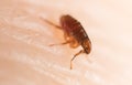 Flea on human skin. Royalty Free Stock Photo