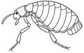 Flea insect activity for kids to color Royalty Free Stock Photo
