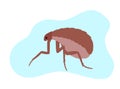 Flea Insect Royalty Free Stock Photo