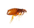 Flea isolated on a white background