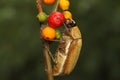 A flea leaf beetle is looking for food in a bush.