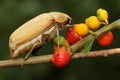 A flea leaf beetle is looking for food in a bush.