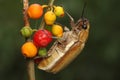 A flea leaf beetle is looking for food in a bush.