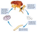 Flea life cycle