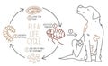 Flea life cycle. Four stages. Vector illustration
