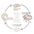 Flea life cycle. Four stages. Vector illustration