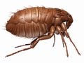 a flea