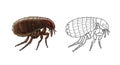 Flea and Outline Flea Micro Insect Coloring Page for Biology and Natural Science Education Royalty Free Stock Photo