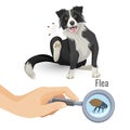 Flea poster with scratching dog and insect vector illustration Royalty Free Stock Photo