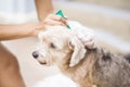 Flea prevention for a dog Royalty Free Stock Photo