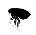 Flea silhouette. Pest control service. Pest insect and bug spray symbol