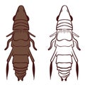 Flea or Siphonaptera Vector Illustration